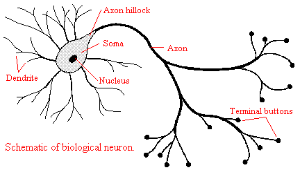neuron1.gif