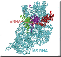 ribosome_b.jpg