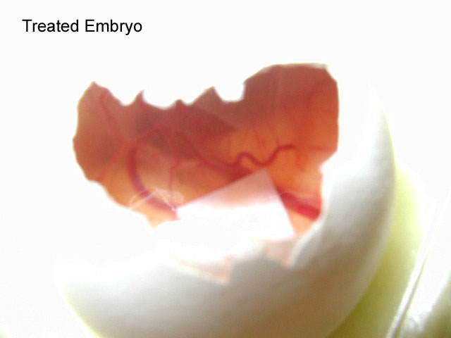 treatedembryo.jpg