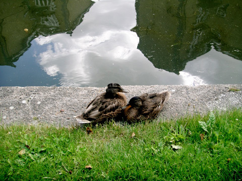 two ducks in Victoria Park, London