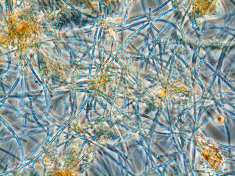 tubular sheaths made by the iron bacterium