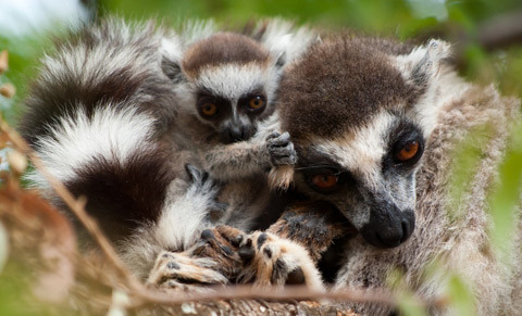 ring-tailed lemur