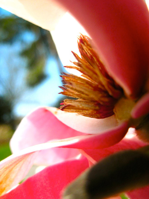 Saucer Magnolia