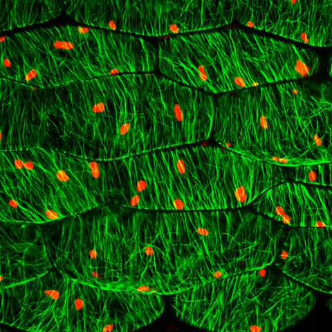 arabidopsis