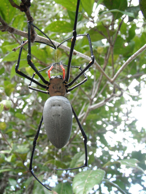 golden orb weaver