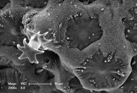 glass spicule