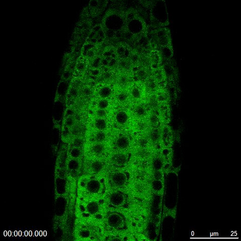 arabidopsis thaliana