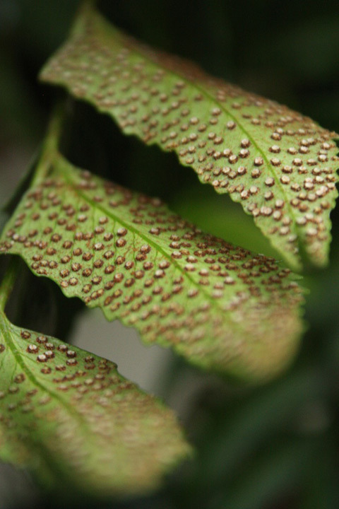 Pteridophyta