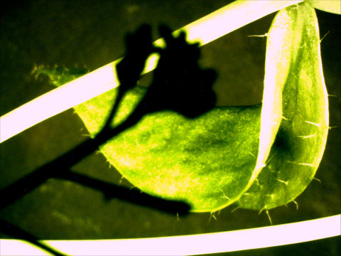 cauline leaf