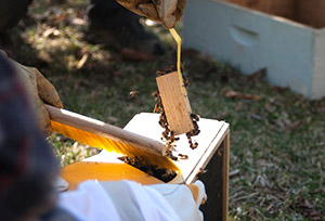 bee colony