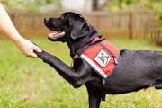 Service dog shaking hands