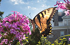 A butterfly in the Dean Bond Rose Garden