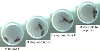 fruit fly courtship