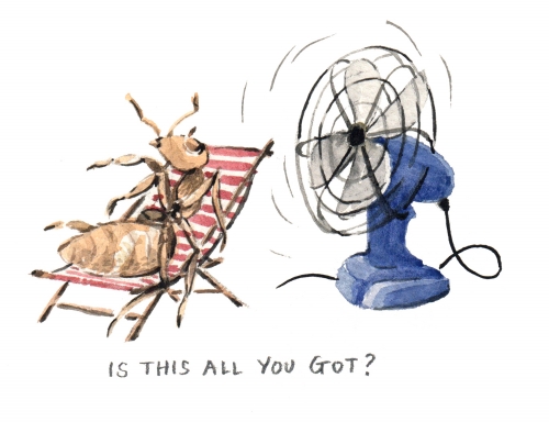 illustration of ant luxuriating in front of a fan