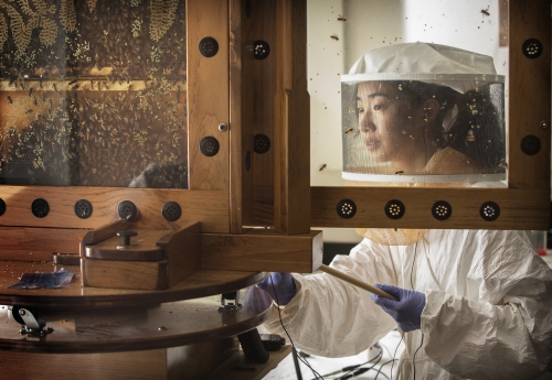 Rebecca Zhou '19 seen through an observation hive, studying bees