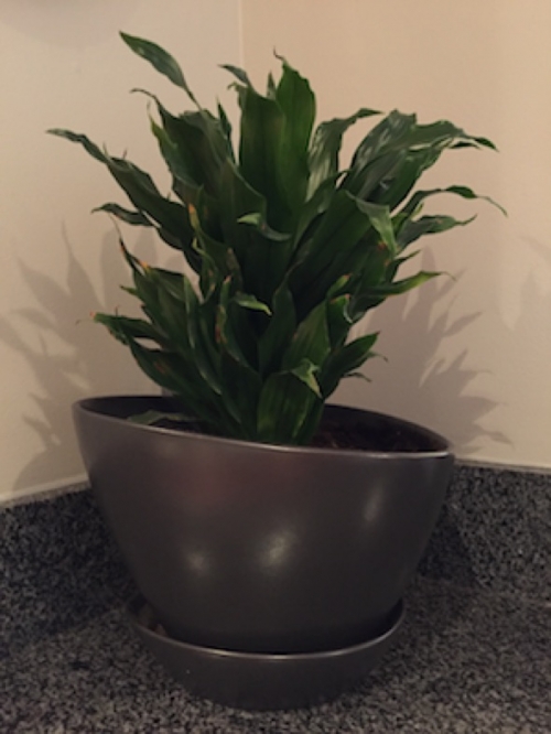 a houseplant in large bowl grows green and glossy