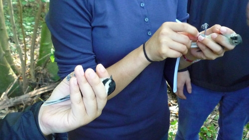 Close up of a student holding a bird.