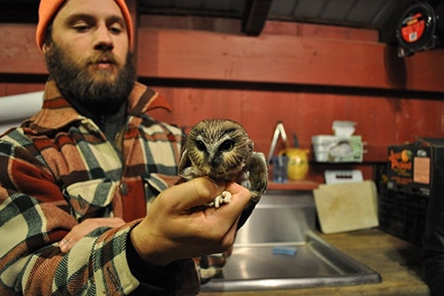 a man holds a little owl