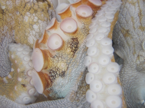 close up photo of an octopus's tentacles. 