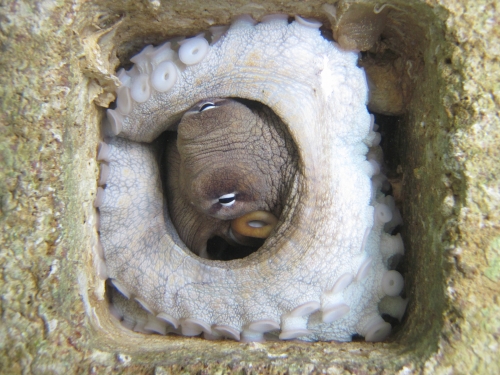 Octopus peers up from a huddled position on the seafloor 