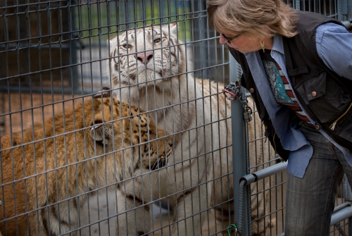 A woman leans close to a tiger in a cage. 
