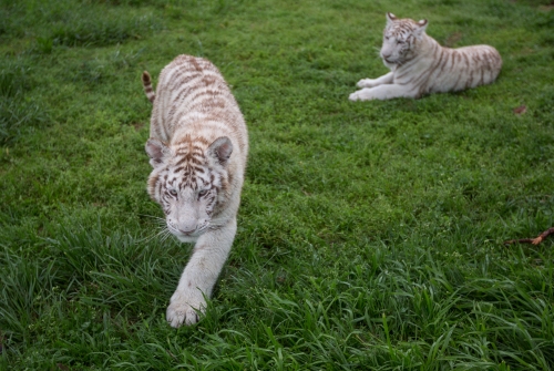 Two white tiger cubs rest in green grass.