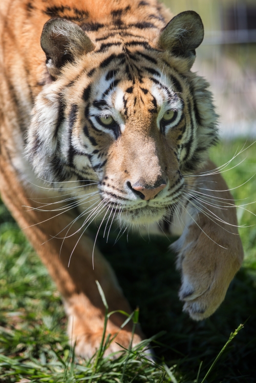 An orange tiger on the prowl.