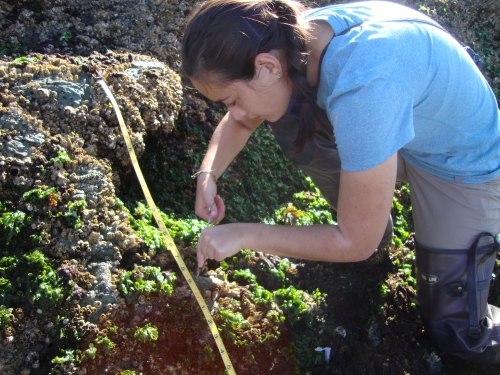 woman kneeling in tidepool doing research on anemones