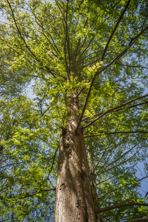 A tree on Swarthmore's campus