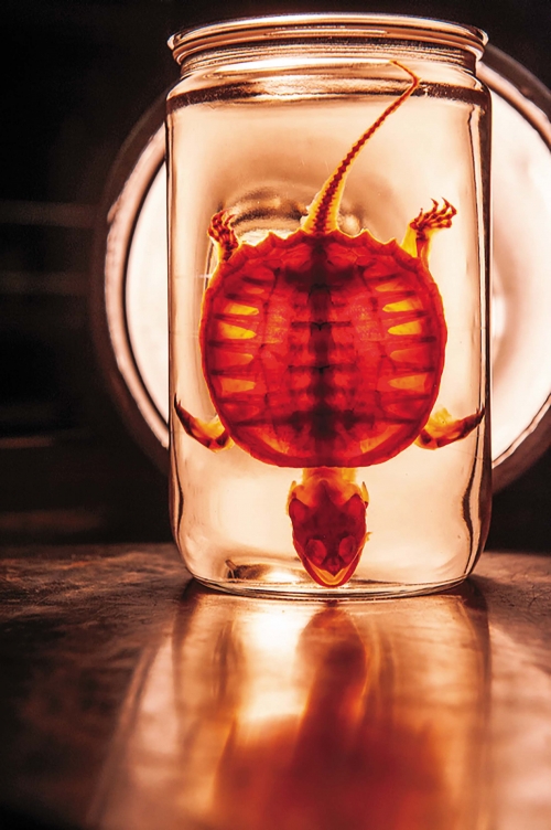 Shell of a snapping turtle in a jar