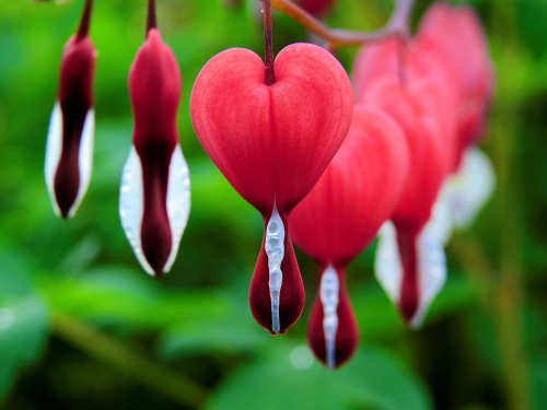 bleeding heart plants 