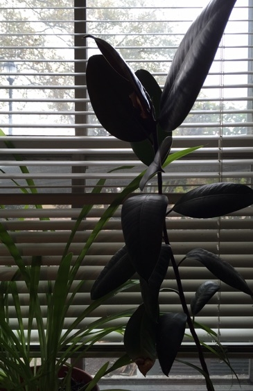 a vine-like houseplant grows in front of some blinds