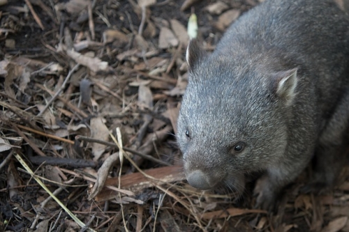 wombat