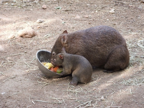 mother and joey wombat
