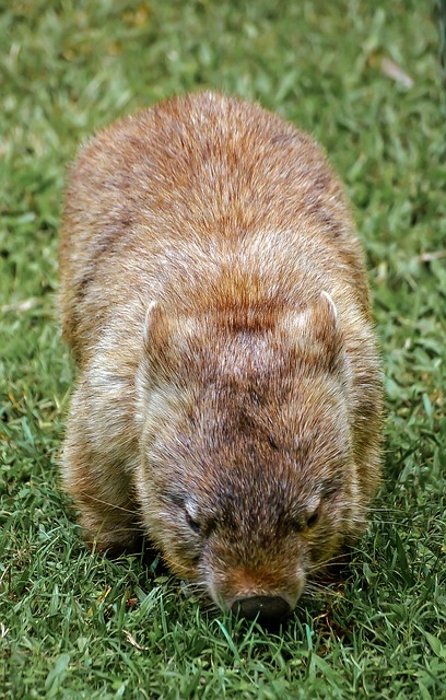 wombat