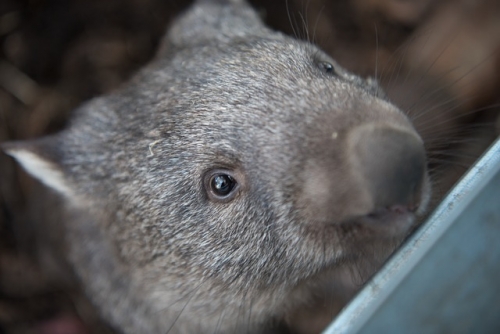 wombat