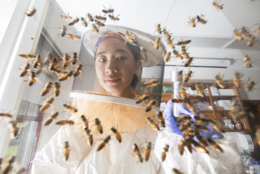 Rebecca Zhou '19 seen through an observation hive, with bees on the glass.