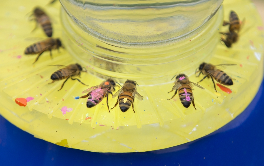Bees marked with paint pens drink from a yellow and blue feeder