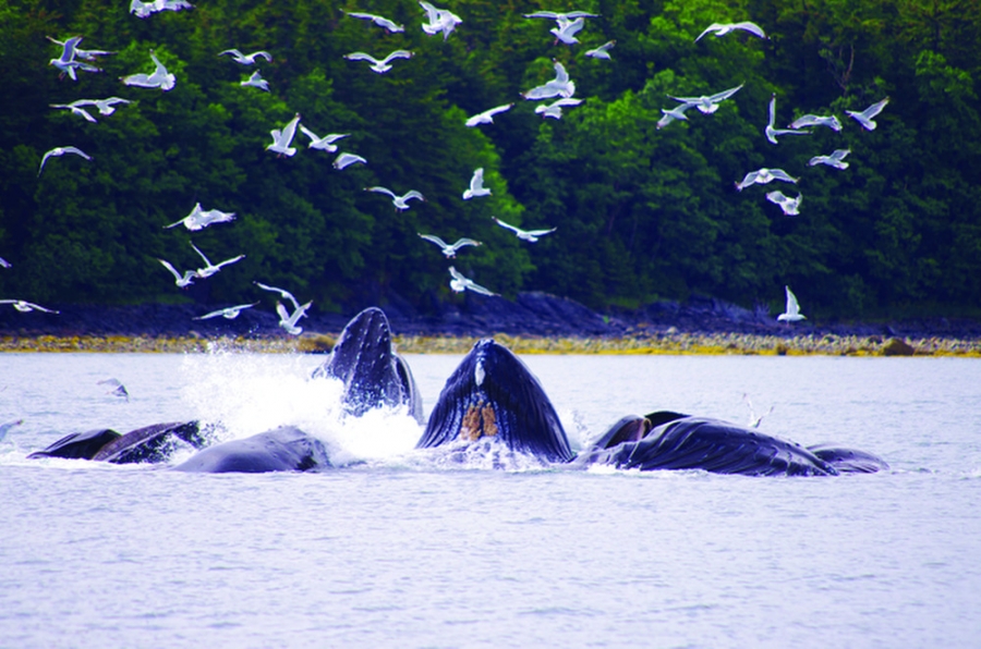 A flock of white birds hover above humpback whales blowing water.