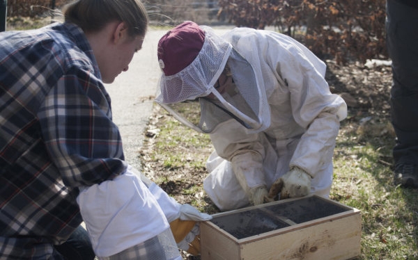 Two people bend over a box filled with bees.