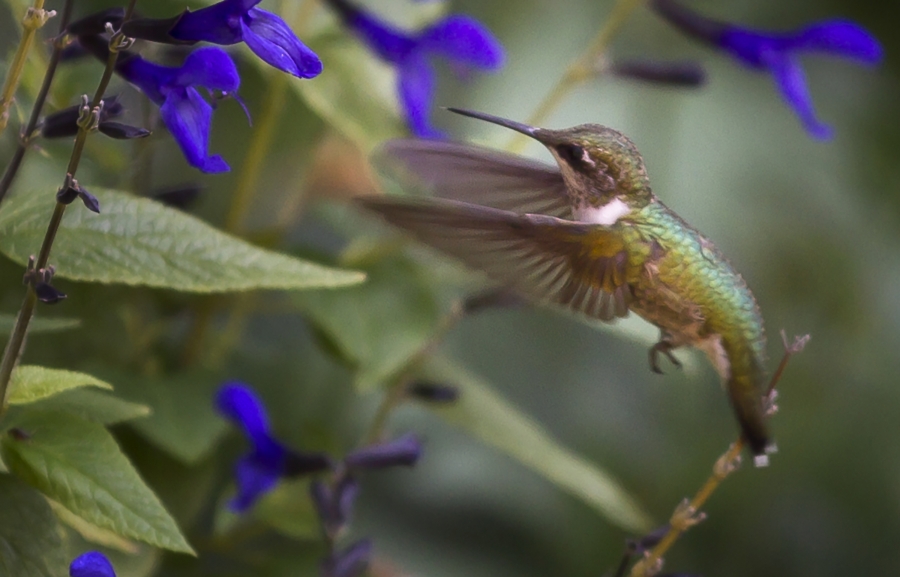 Hummingbird