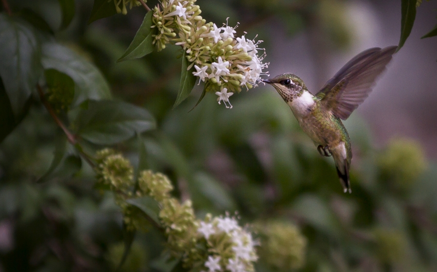 hummingbird drinking from flower