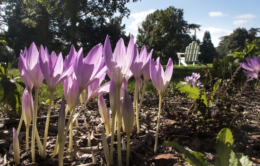 crocuses growing in front of white adirondack chair on campus