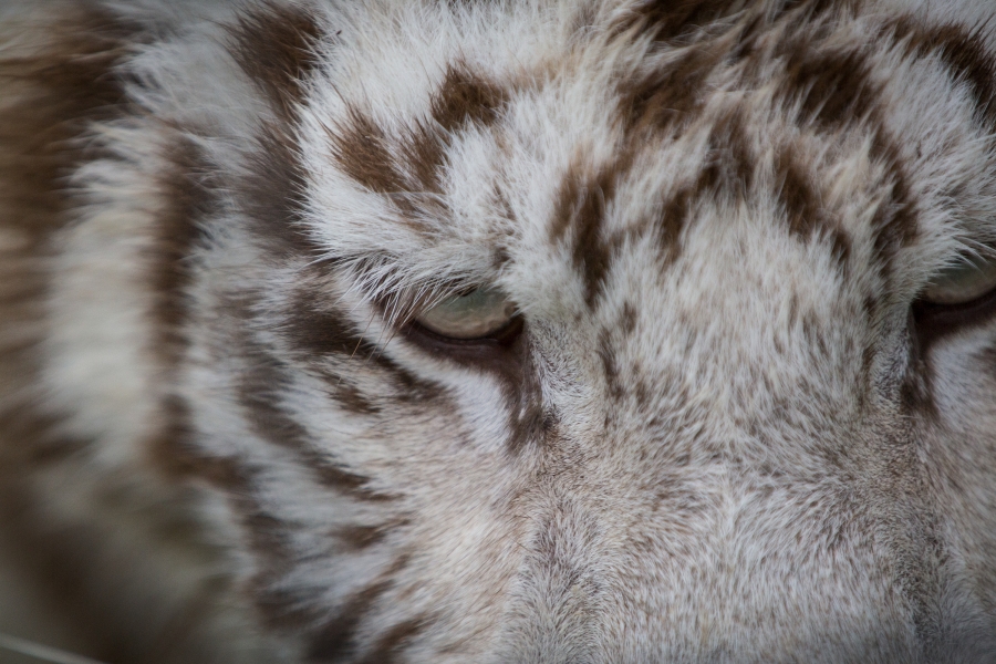 A close up of a white tiger in Arkansas. 