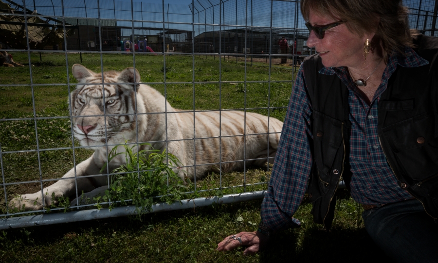 a tiger and Kizmin Reeves side by side. 
