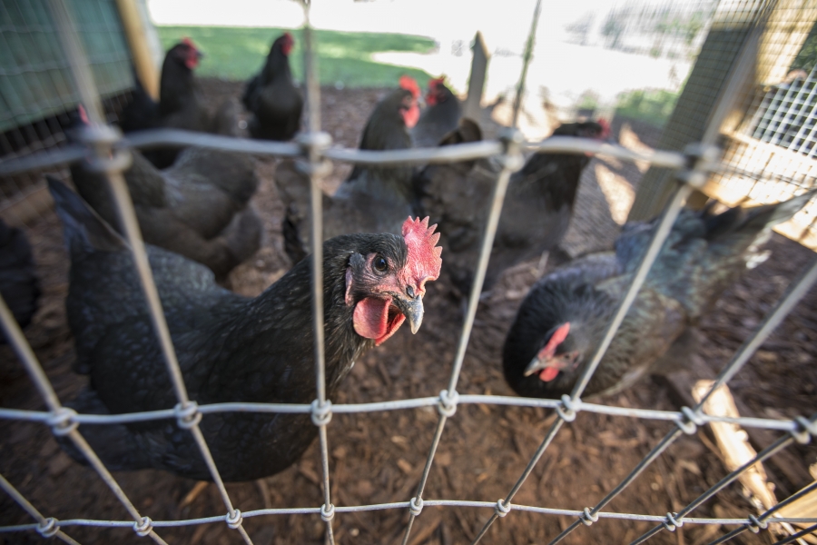 Chickens in a pen.