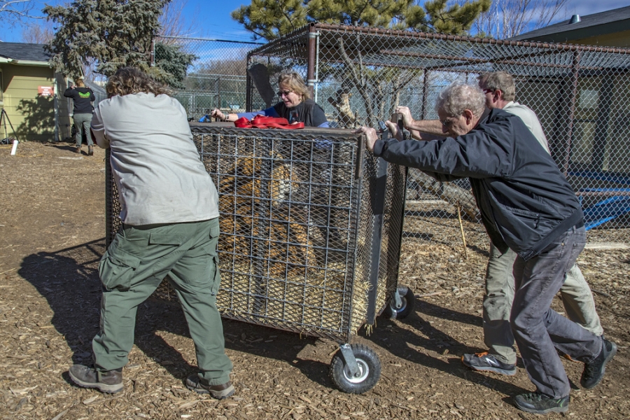 people push a cage with a tiger in it