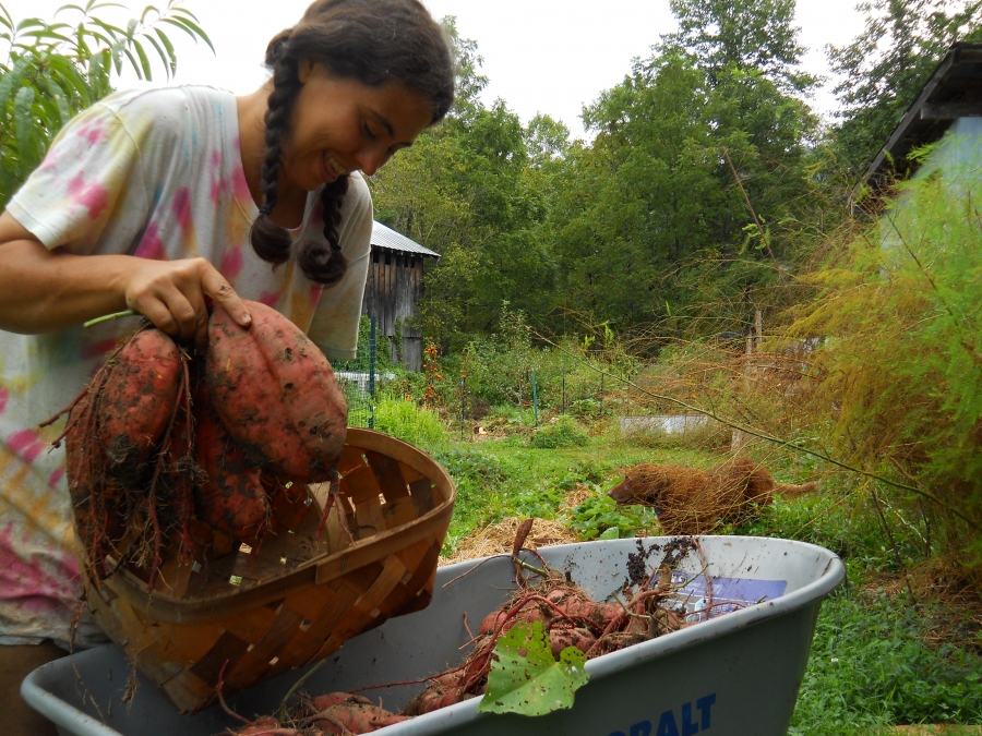 Anna Hess ’00 with vegetables in a wheelbarrow