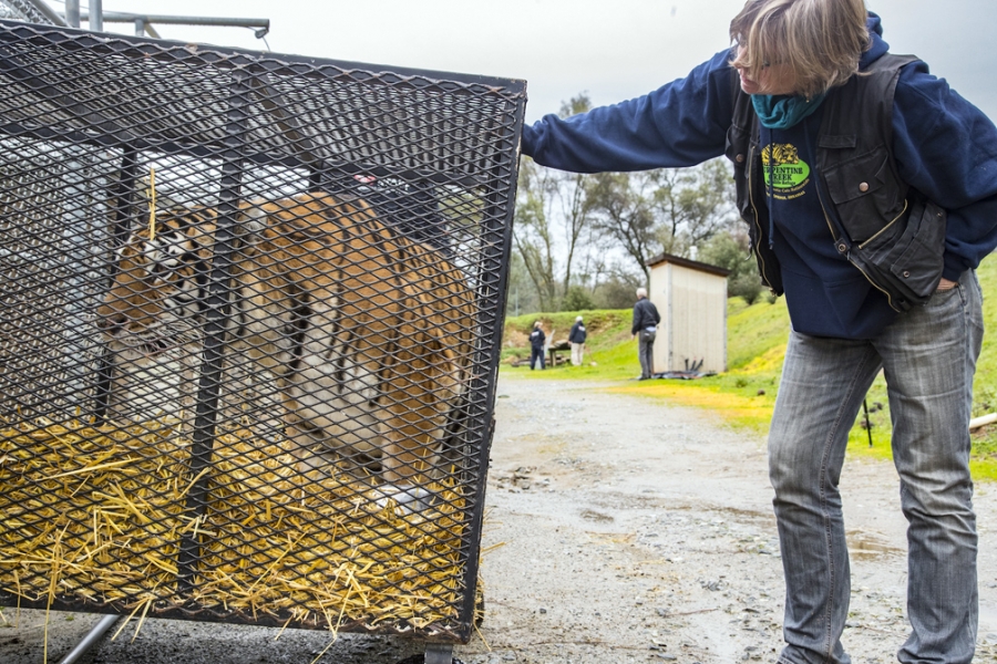 Woman leans on cage with tiger inside it. 