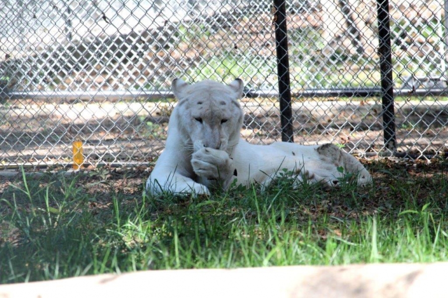 A white tiger named Snow in an enclosure. 